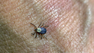 В Крыму зарегистрирован 51 случай клещевого боррелиоза