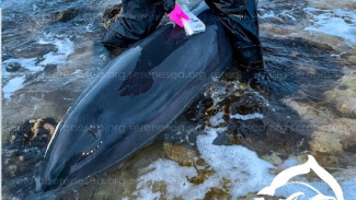 Семь мёртвых дельфинов обнаружили на пляжах Крыма за первые дни февраля