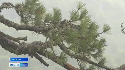 Лисы и шакалы зимой ходят на охоту в крымские села