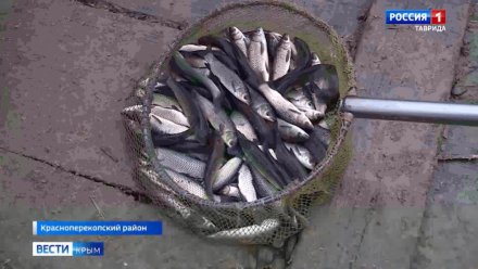 Как увеличить производство рыбы в Крыму: советы от учёного КФУ