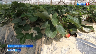 Стихия нанесла многомиллионные убытки крымским аграриям 