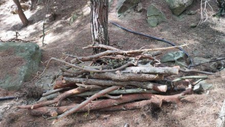 Браконьеры вырубили более 40 деревьев в Судаке