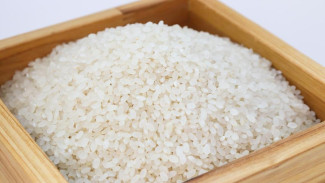 Рис, соя, кукуруза: какие культуры смогут выращивать в Крыму с помощью днепровской воды