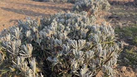  Въезд в Бахчисарай со стороны Симферополя будет украшать «Лавандовое кольцо»