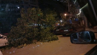 В Ялте на припаркованные авто упало дерево