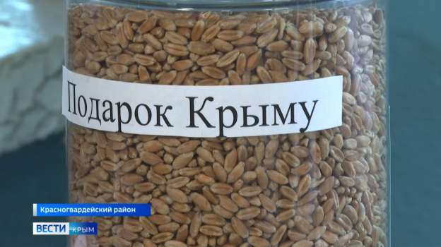 Два новых сорта пшеницы вывели специально под климат Крыма