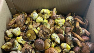 Грибники Крыма пишут о хорошем урожае грибов в этом году