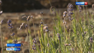 ВЕСТИ-КРЫМ: выпуск 17.11.2021 21:05