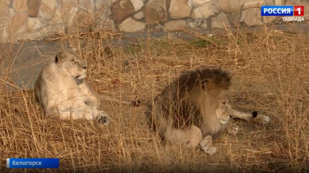 Эвакуированная из Мариупольского зоопарка львица родила тройню в Крыму