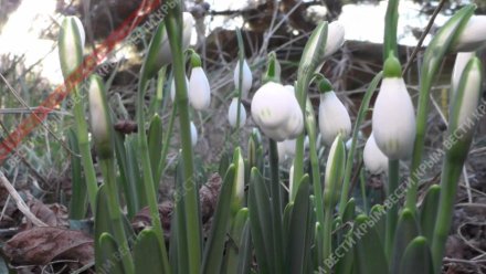 Подснежник, ландыш и шафран: какие цветы Крыма находятся под угрозой исчезновения