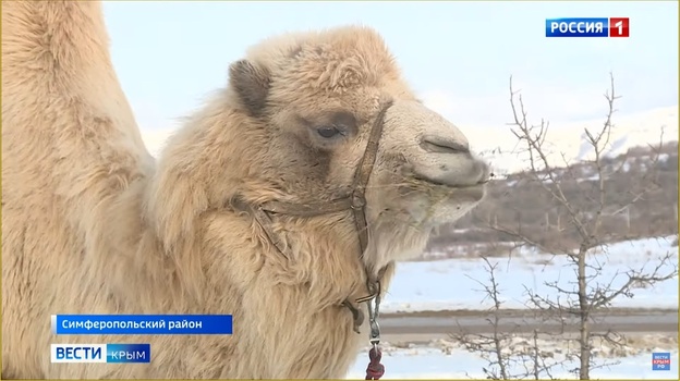 Крымчанка выкупила верблюда из цирка Дагестана