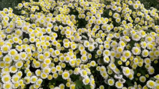 В Никитском ботаническом саду в Крыму стартовал 72-й Бал хризантем