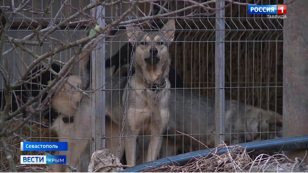 В Севастополе собаки пугают людей и нападают на скот