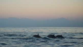 Эксперт заявил о высокой смертности дельфинов в Крыму