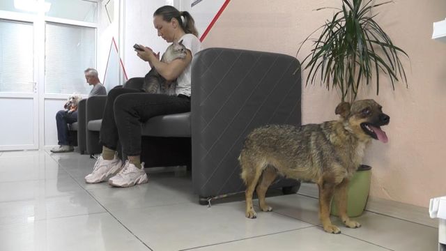Жительница Севастополя вывозит из Херсонской области брошенных животных