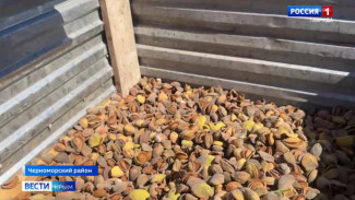 В Крыму приступили к уборке миндаля