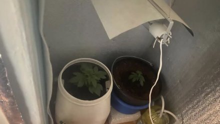 53-летний житель Алушты выращивал марихуану в своем доме