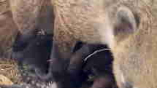 В Бахчисарайском парке миниатюр пополнение: носуха родила сразу семь малышей