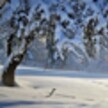 В Симферополе выпало более 15 сантиметров снега