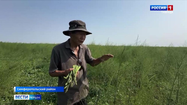 В Крыму завершается сезон сбора спаржи