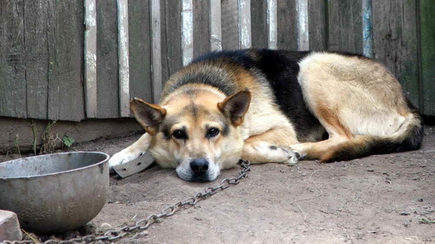В Севастополе усилят общественный контроль за обращением с животными