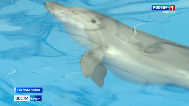 Дельфин Кимми вернулся домой: спасённую в Заозёрном афалину выпустили в открытое море
