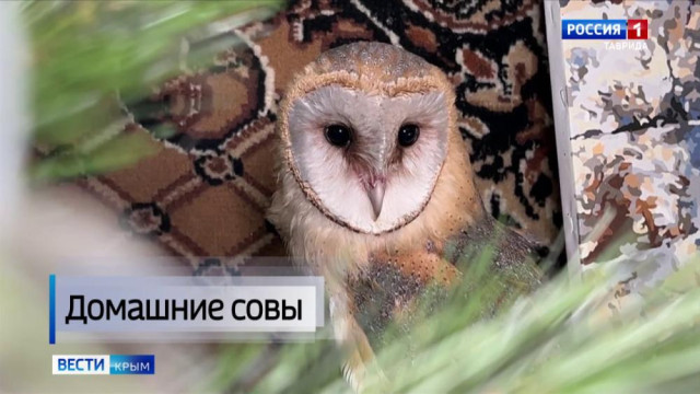 Крымчанин создал уникальный питомник для краснокнижных птиц: На свет появились первые в этом году птенцы филина