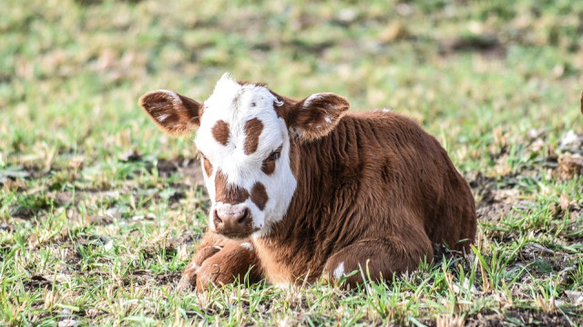 В Севастополе годовалый бычок застрял в траншее для газопровода