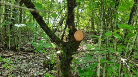 Крымчанина осудили за незаконную рубку на территории ландшафтного парка