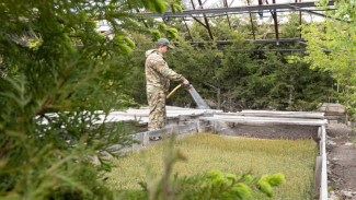 В Крыму ежегодно выращивают более 2 млн саженцев и сеянцев лесных культур 