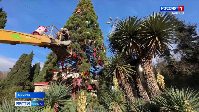 В Никитском ботсаду наряжают секвойядендрон