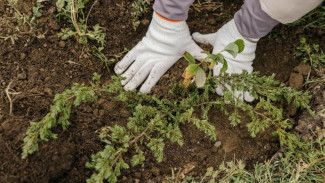 ВТБ присоединится к озеленению Крыма