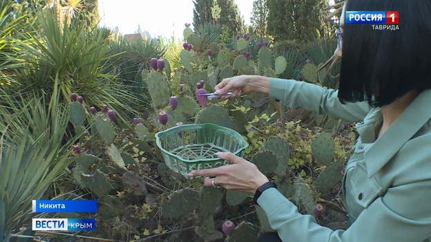 В Крыму собирают урожай опунции и мандаринов