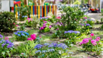 Симферополь украсили гортензиями и георгинами