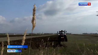 В Советском районе Крыма фермеры увеличивают площади под картофель и другие овощи из борщевого набора за счёт господдержки