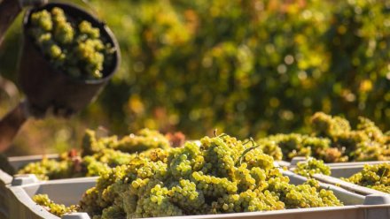 В Крыму началась уборка винограда