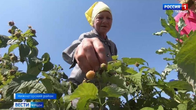 В Крыму планируют собрать больше ста тонн малины