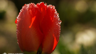 Тюльпаны зацвели в Ботаническом саду КФУ