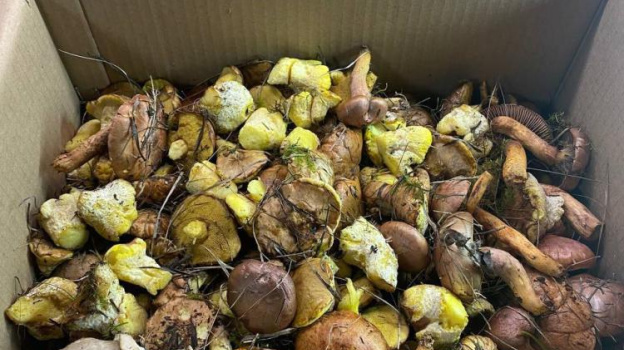Грибники Крыма пишут о хорошем урожае грибов в этом году