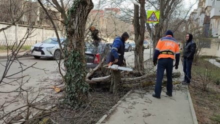 В Симферополе сухая ветка упала на легковушку