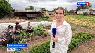 Семья из Джанкойского района выращивает нетипичные для крымского климата спаржу и ревень