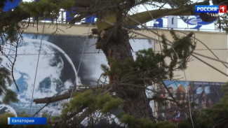 Житель Крыма спасает поврежденные штормом деревья в Евпатории