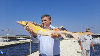 Около 150 тонн товарной рыбы вырастили в Крыму
