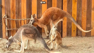 В зооуголке Бахчисарая кенгуру повзрослел и покинул сумку матери