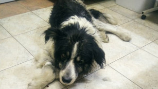 В Симферополе неизвестные выкинули собаку в ледяную реку