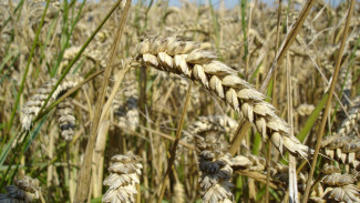В Крым направят почти 50 млн рублей на поддержку производителей зерновых культур