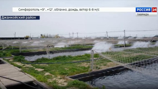 Господдержку могут получить питомники лососевых рыб в Крыму