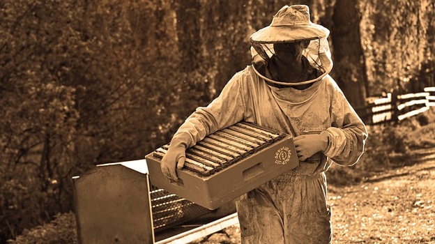 60 пчелосемей погибли от химикатов, распыляемых аграриями в Крыму
