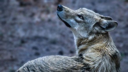 Волки уничтожили стадо баранов в Белогорском районе