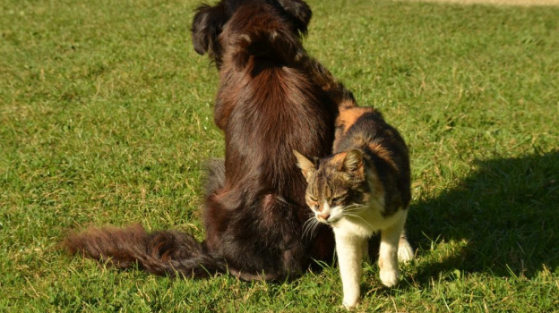 Крупные собаки в намордниках, коты на удалении 200 метров от дома: в Крыму ужесточат правила содержания животных